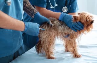 Hizmetler - Kedi ve Köpek Aşı Uygulamaları ve Takibi