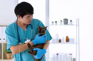 Hizmetler - Kedi ve Köpek Koruyucu Hekimlik