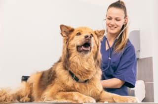 Hizmetler - Kedi ve Köpek Koruyucu Sağlık Hizmetleri