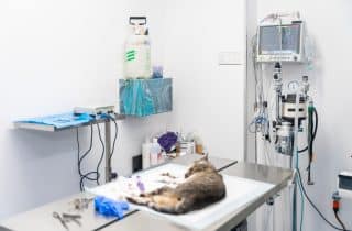 Hizmetler - Kedi ve Köpek Özel Yoğun Bakım