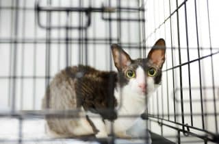 kediler ve kopekler pansiyon