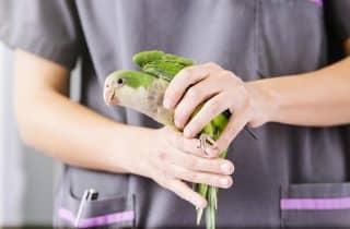 Hizmetler - Kuş Geniş ve Detaylı Muayene