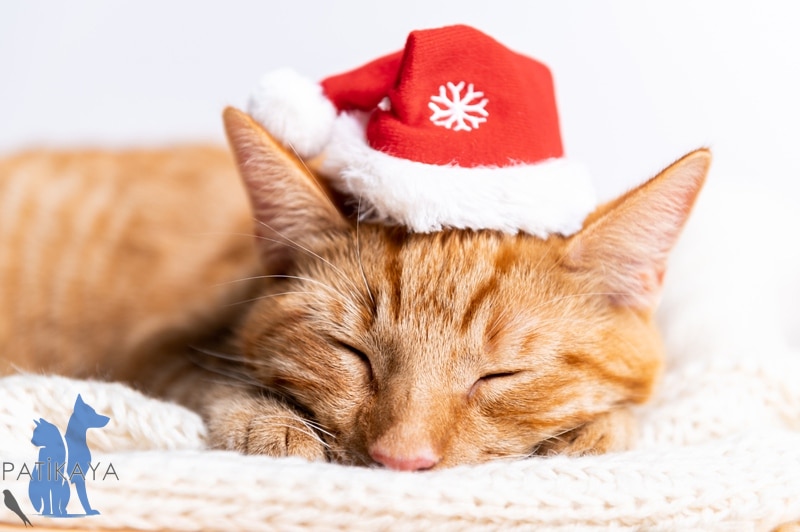 En Güzel Kedi Cinsleri Nedir? 3 Manx Kedisi