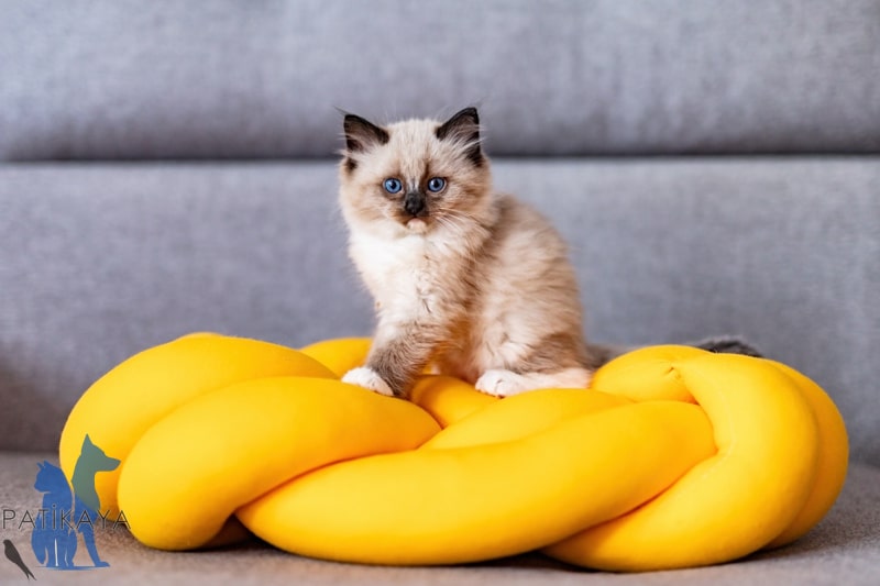 En Güzel Kedi Cinsleri Nedir? 1 En Güzel Kedi Cinsleri Nedir?