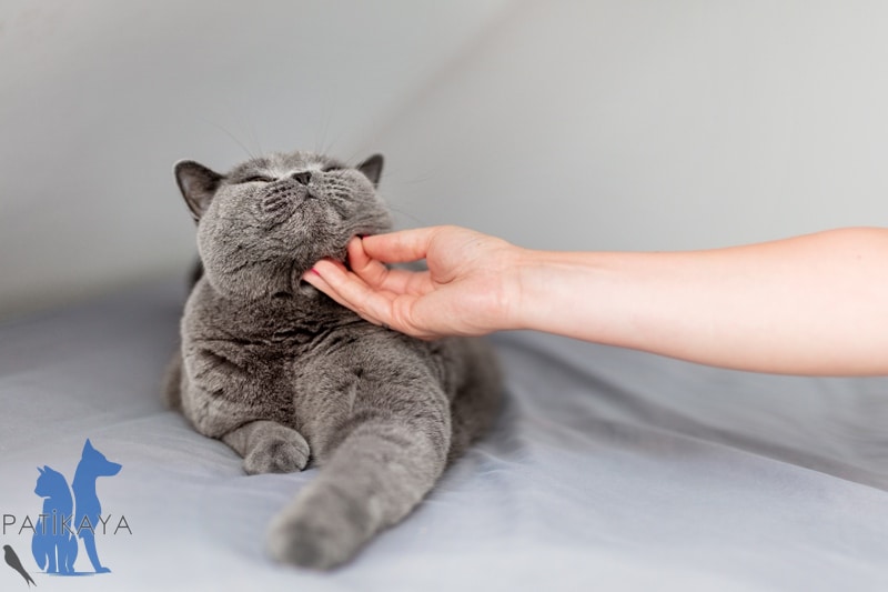 Kedi Yaşı Hesaplama 2 Kedi Yaşı Hesaplaması