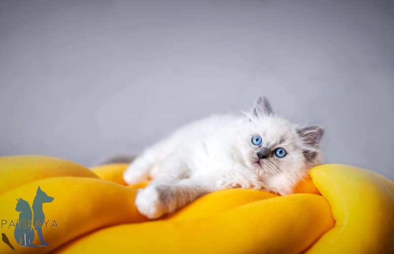 Kedi Yaşı Hesaplama 3 Kedilerde Yaş Hesabı
