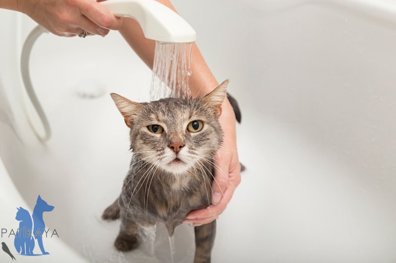Kedi Yıkamada Dikkat Edilmesi Gerekenler 2 Kediler Yıkanmayı Sevmez