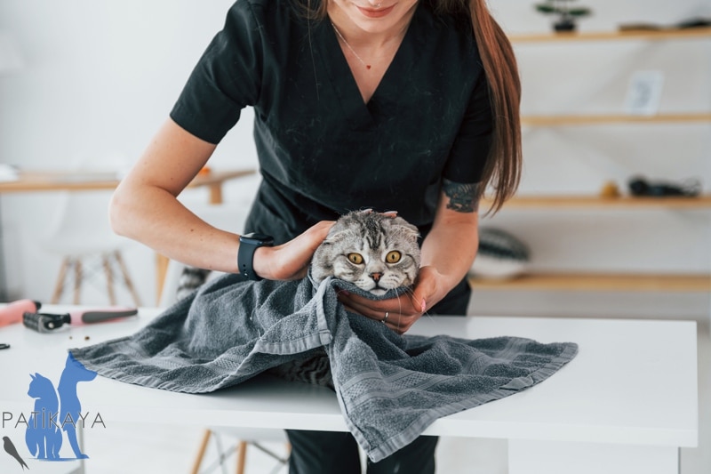 Kedi Yıkamada Dikkat Edilmesi Gerekenler 3 Kedinizi İyi Kurulayın