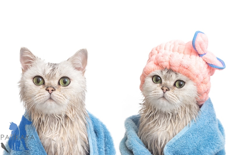 Kedi Yıkamada Dikkat Edilmesi Gerekenler 1 Kedi Yıkamada Dikkat Edilmesi Gerekenler