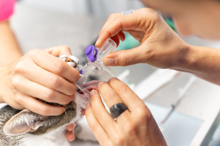 Acil Veteriner Kliniği 7 kediler ve kopekler acil veteriner klinigi 01