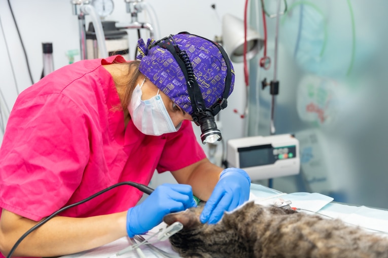 Acil Veteriner Kliniği 8 kediler ve kopekler acil veteriner klinigi 02