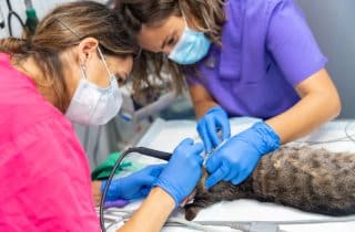 Hizmetler - Kedi ve Köpek Acil Veteriner Kliniği