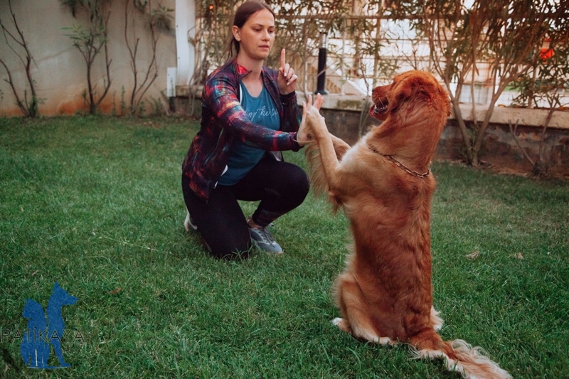 Köpek Eğitimi Nasıl Yapılır? 2 Köpeklerde Eğitimi Nasıl Yapılır?