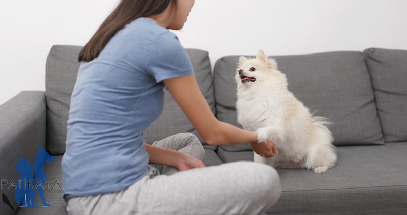 Köpek Eğitimi Nasıl Yapılır? 3 Köpeklerde Eğitim