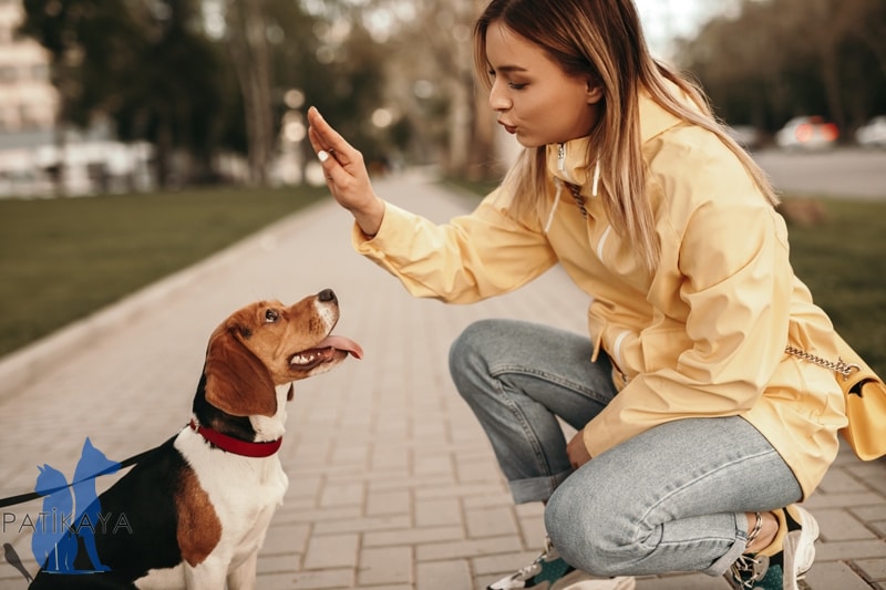 Köpek Eğitimi Nasıl Yapılır? 1 Köpek Eğitimi Nasıl Yapılır?