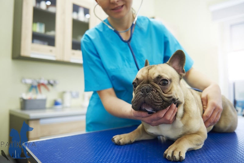 Köpeğinizi Hastalıklardan Korumak - Köpek Koruyucu Hekimlik