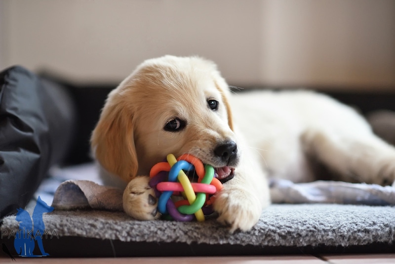 Köpek Oyuncakları 2 Köpekleriniz İçin Tercih Edebileceğiniz Oyuncaklar