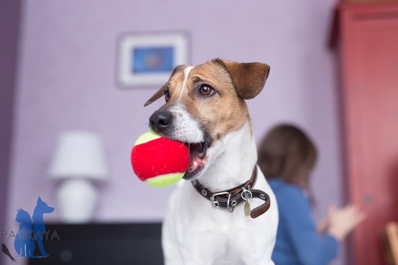Köpek Oyuncakları 3 Diş Kaşıntısında Tercih Edilebilecek Köpek Oyuncakları: Toplar