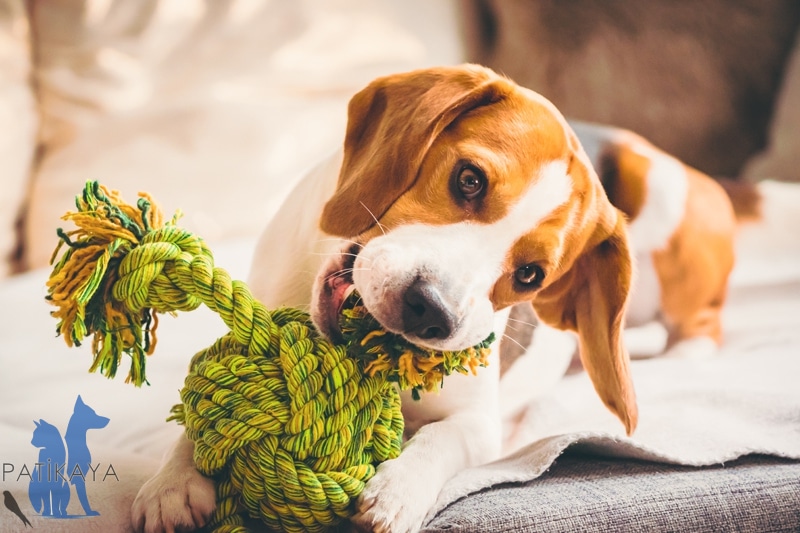 Köpek Oyuncakları 1 Köpek Oyuncakları