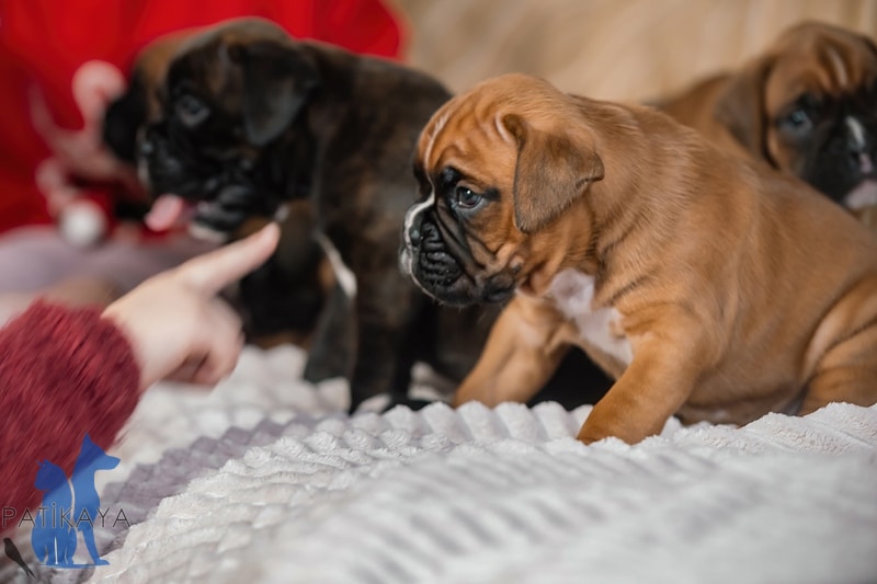 Köpek Türleri ve Özellikleri