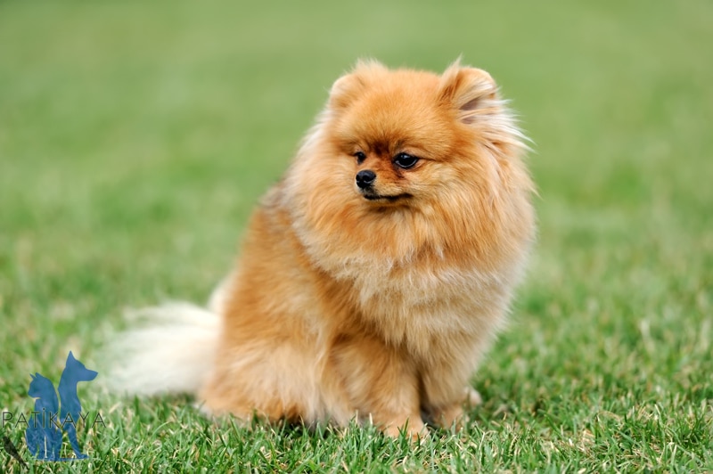 Küçük Köpek Cinsleri Hangileri? 2 Pomeranian Boo