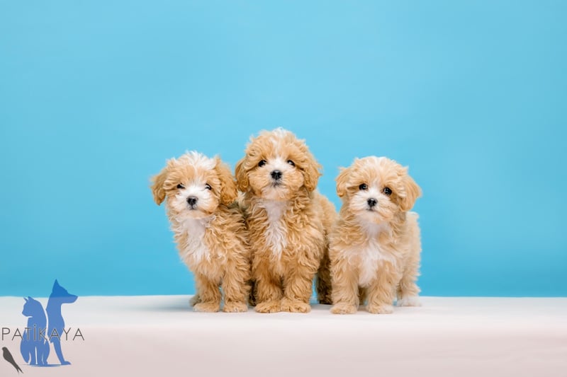 Küçük Köpek Cinsleri Hangileri? 3 Toy Poddle