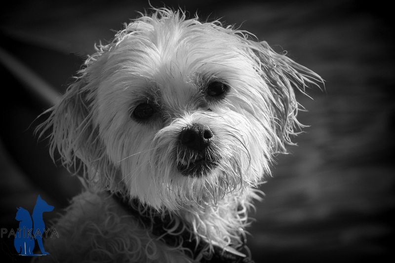 Küçük Köpek Cinsleri Hangileri? 4 Morkie