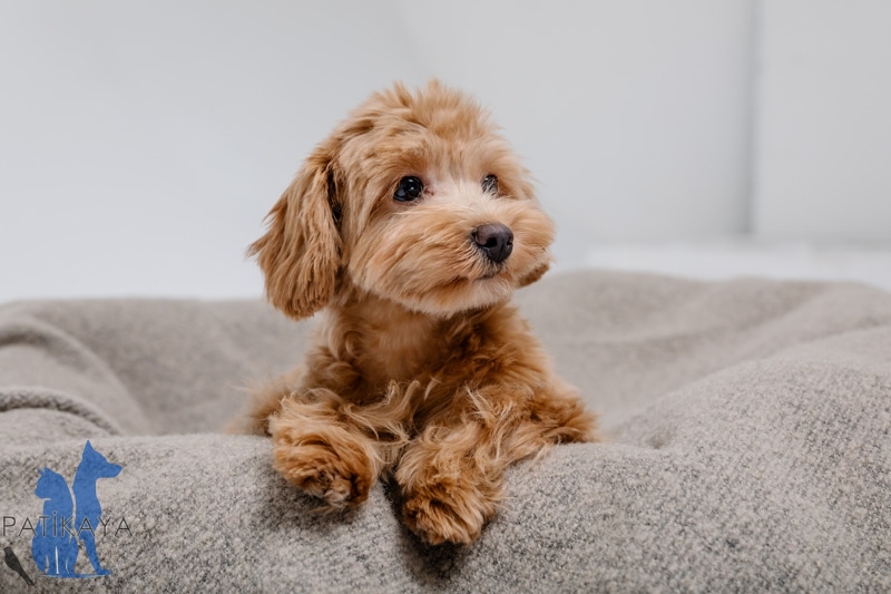 Küçük Köpek Cinsleri Hangileri? 5 Maltipoo