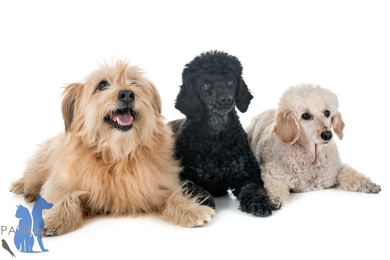 Küçük Köpek Cinsleri Hangileri? 1 Küçük Köpek Cinsleri Hangileri?
