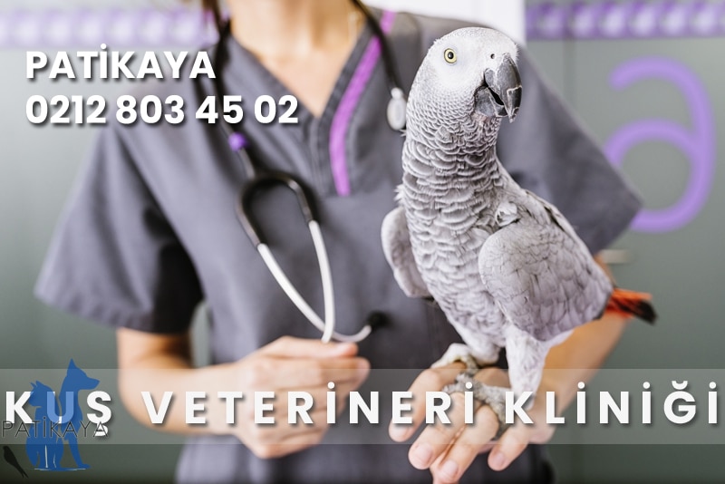 Başakşehir Kuş Veterineri Kliniği Patikaya