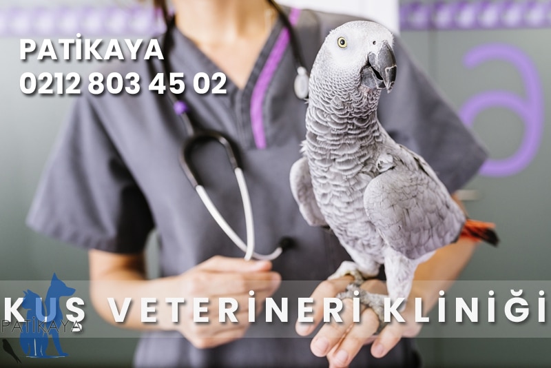 Kuş Hastalıkları Nelerdir? 2 Başakşehir Kuş Veterineri Kliniği Patikaya