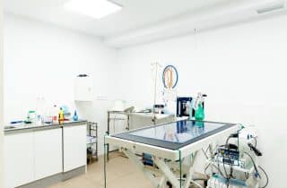 Hizmetler - Kuşlara Özel Yoğun Bakım