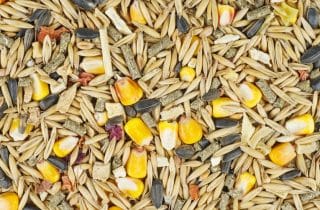 Kuşlara Özel Beslenme Danışmanlığı