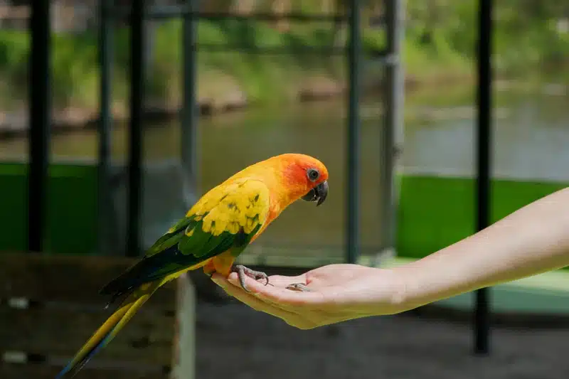 Kuşlarda Sağlıklı Yaşam