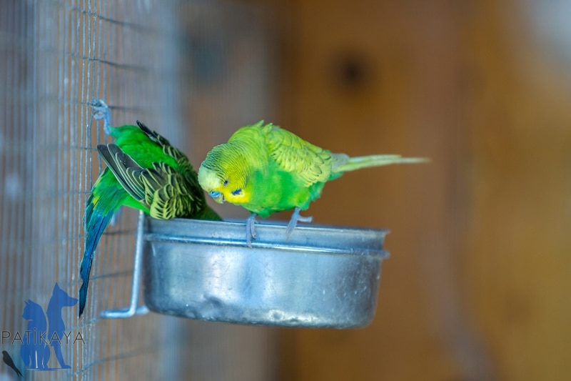 Muhabbet Kuşu Ne Yer?