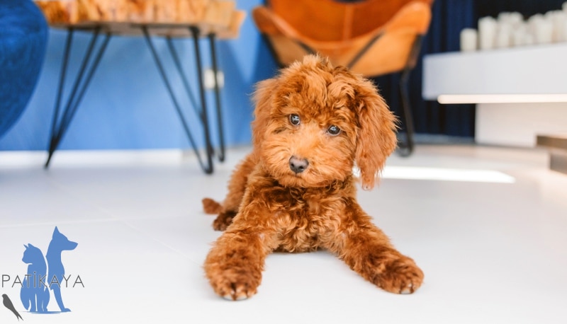 Toy poodle