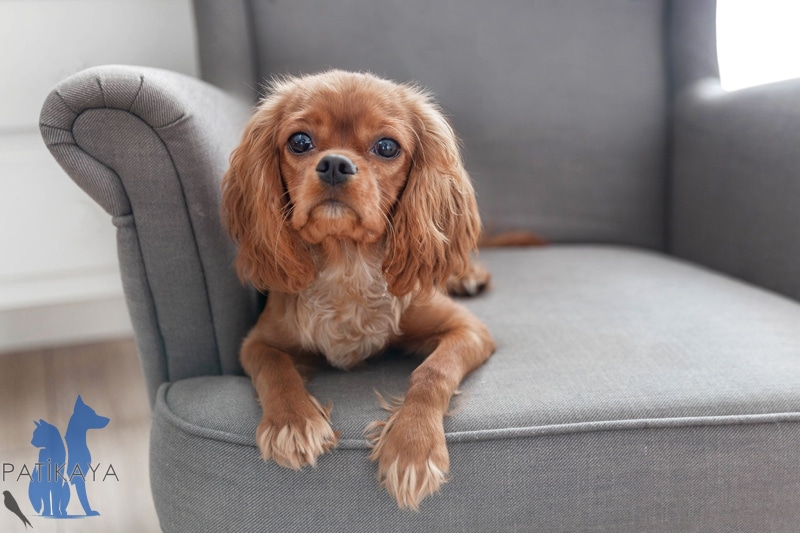 Cavalier King Charles