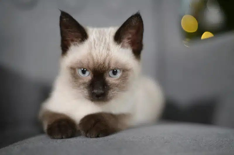 Siyam Kedisi Özellikleri 2 Siyam Kedi