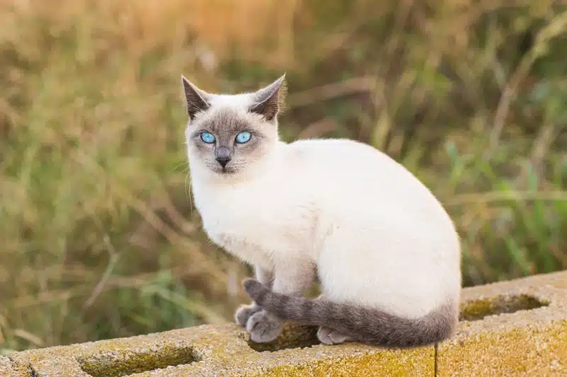 Siyam Kedisi Özellikleri 3 Siyam Kedi