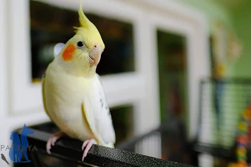 Sultan Papağanı Eğitimi - Kolay Eğitilir mi?