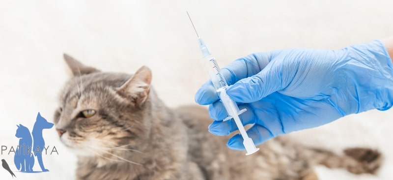 Kedi Lösemi Virüsü 2 Kedi Lösemi Virüsü