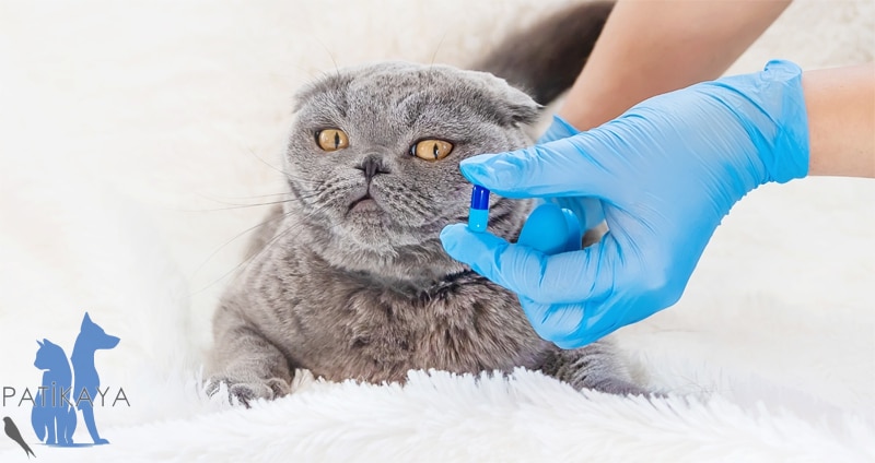 Kedi Lösemi Virüsü 3 Kedilerde Lösemi Tedavisi