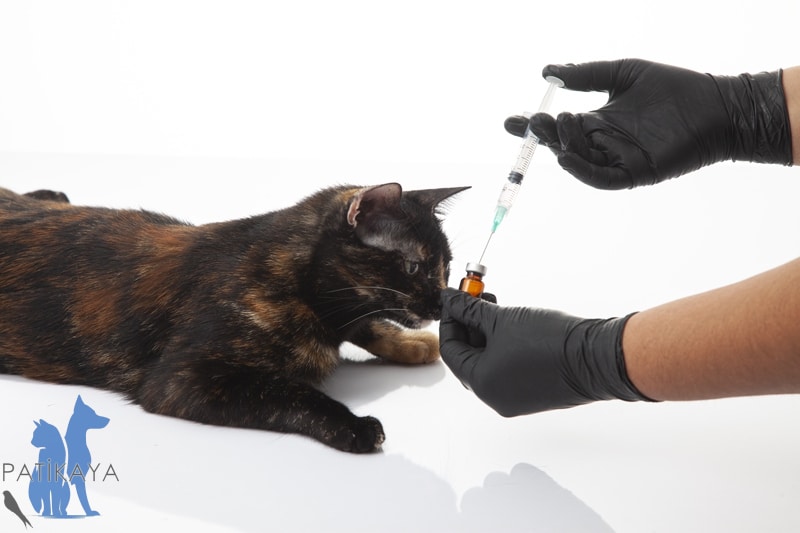 Kedi Lösemi Virüsü 1 Kedi Lösemi Virüsü