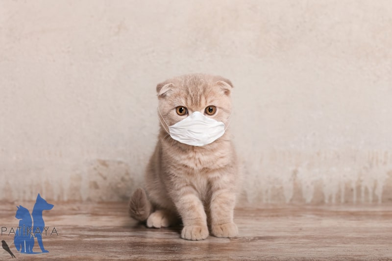 Kedilerde Solunum Hastalıkları