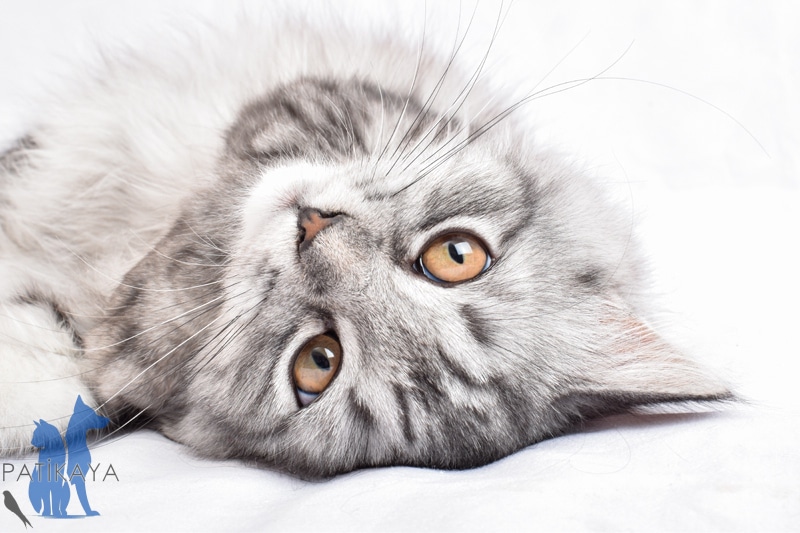 Kedilerin Çıkardıkları Sesler Ve Anlamları