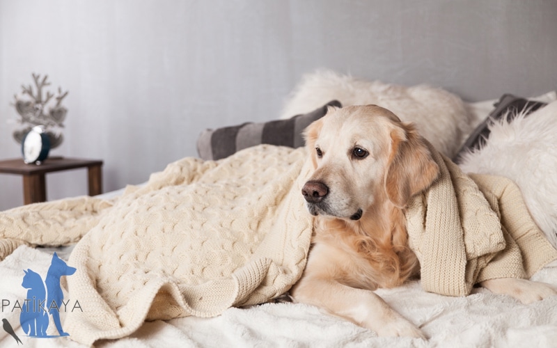 Köpek Hastalıkları ve Belirtileri 2 Köpeklerde Hastalık Belirtileri