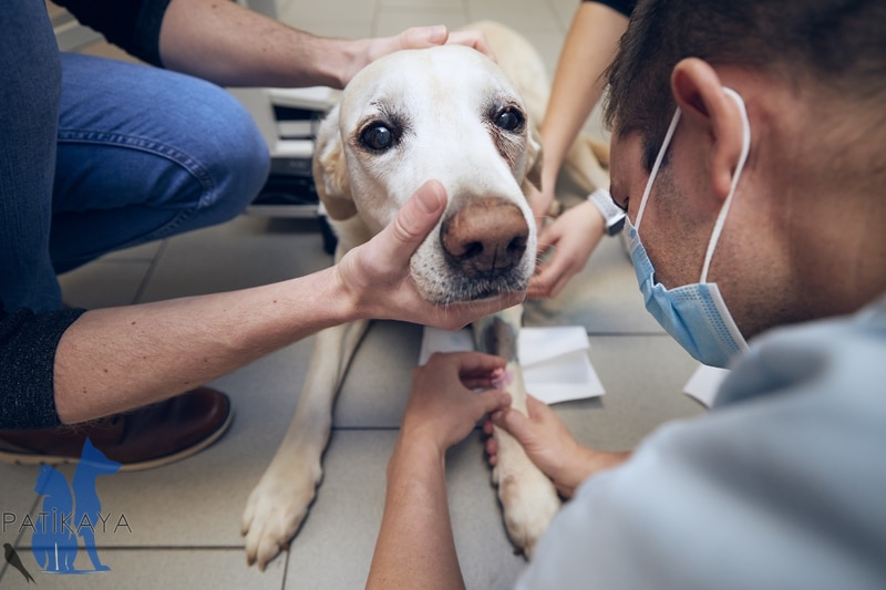 Köpek Hastalıkları ve Belirtileri 3 Başakşehir Veteriner Patikaya - 7/24 Acil Hizmet