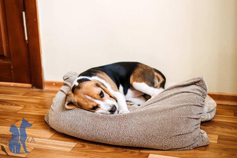 Köpek Hastalıkları ve Belirtileri 1 Köpek Hastalıkları ve Belirtileri