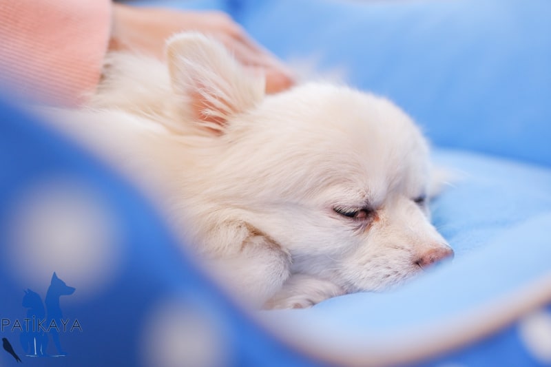 Köpeklerde Egzama Nedenleri ve Tedavisi