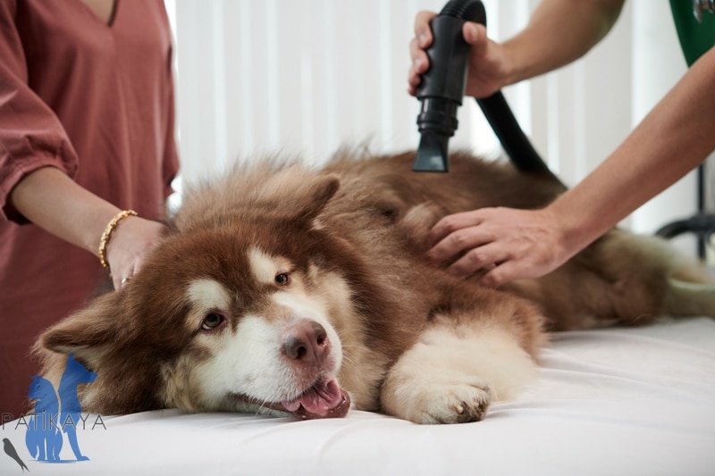 Köpeklerde Kene Hastalığı 2 Köpeklerde Kene Hastalığı